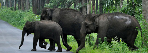 Wayanad Tours by Ripples Holidays