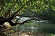 Cochin (Kochi, Ernakulam) Wayanad Wildlife Tour Package 2 Nights 3 Days