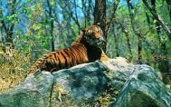 Kalpetta to Wayanad Wildlife Tour Package 2 Nights-3 Days