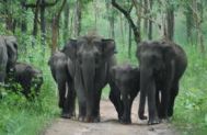 Mysore to Wayanad Wildlife Tour Package 2 Nights-3 Days