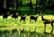 Bangalore To Wayanad Wildlife Tour Package 2 Nights-3 Days