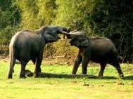 Calicut (Kozhikode) to Wayanad Wildlife Tour 2 Nights-3 Days